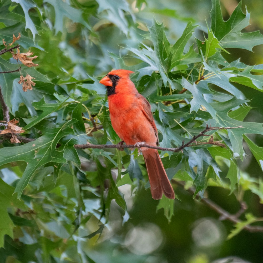 red cardinal bird perched on tree branch during daytime
