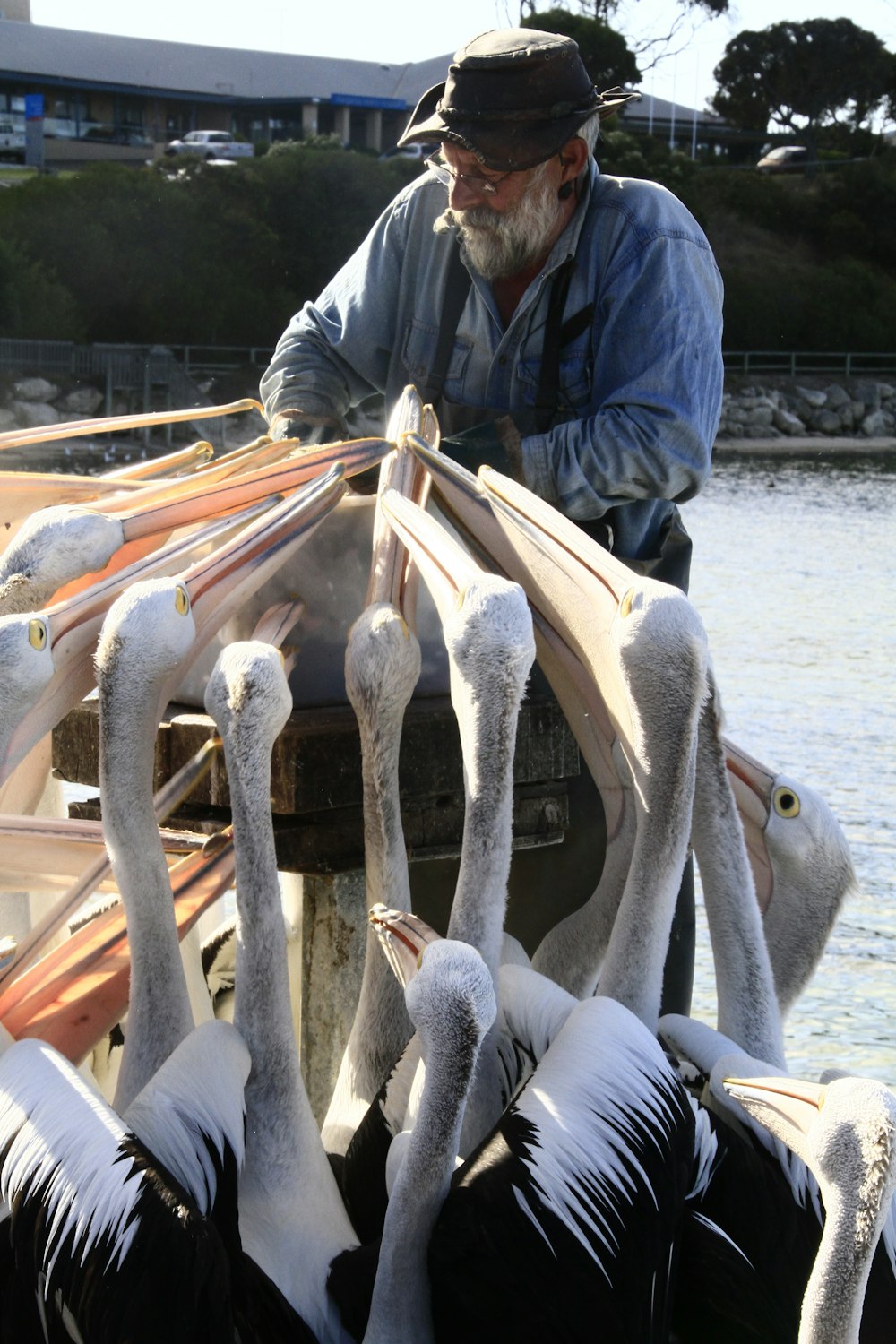 man in blue denim jacket holding white and brown birds