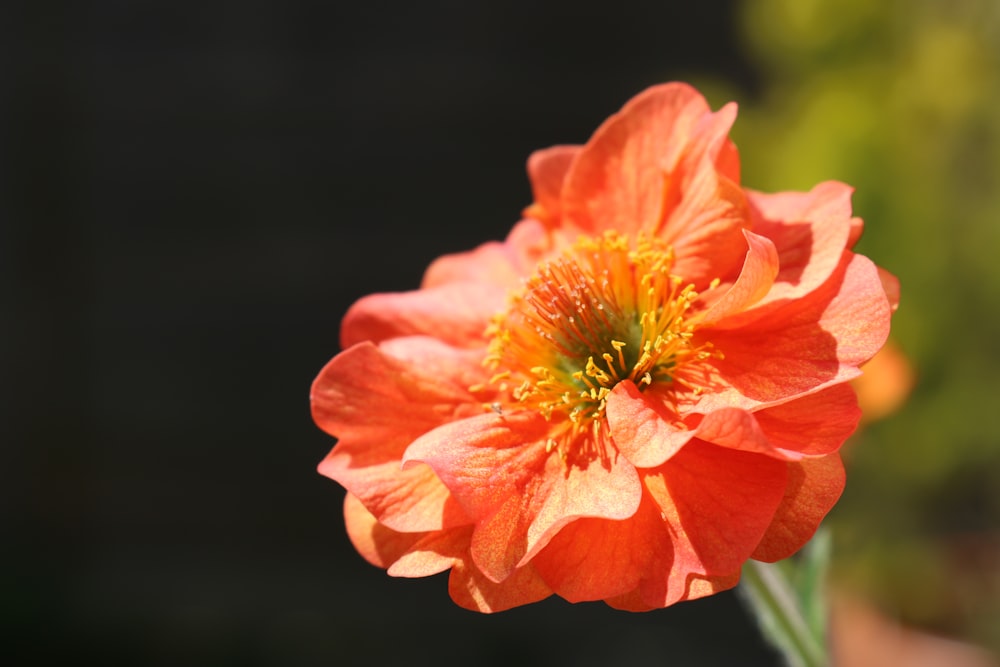 flor vermelha na lente de deslocamento de inclinação