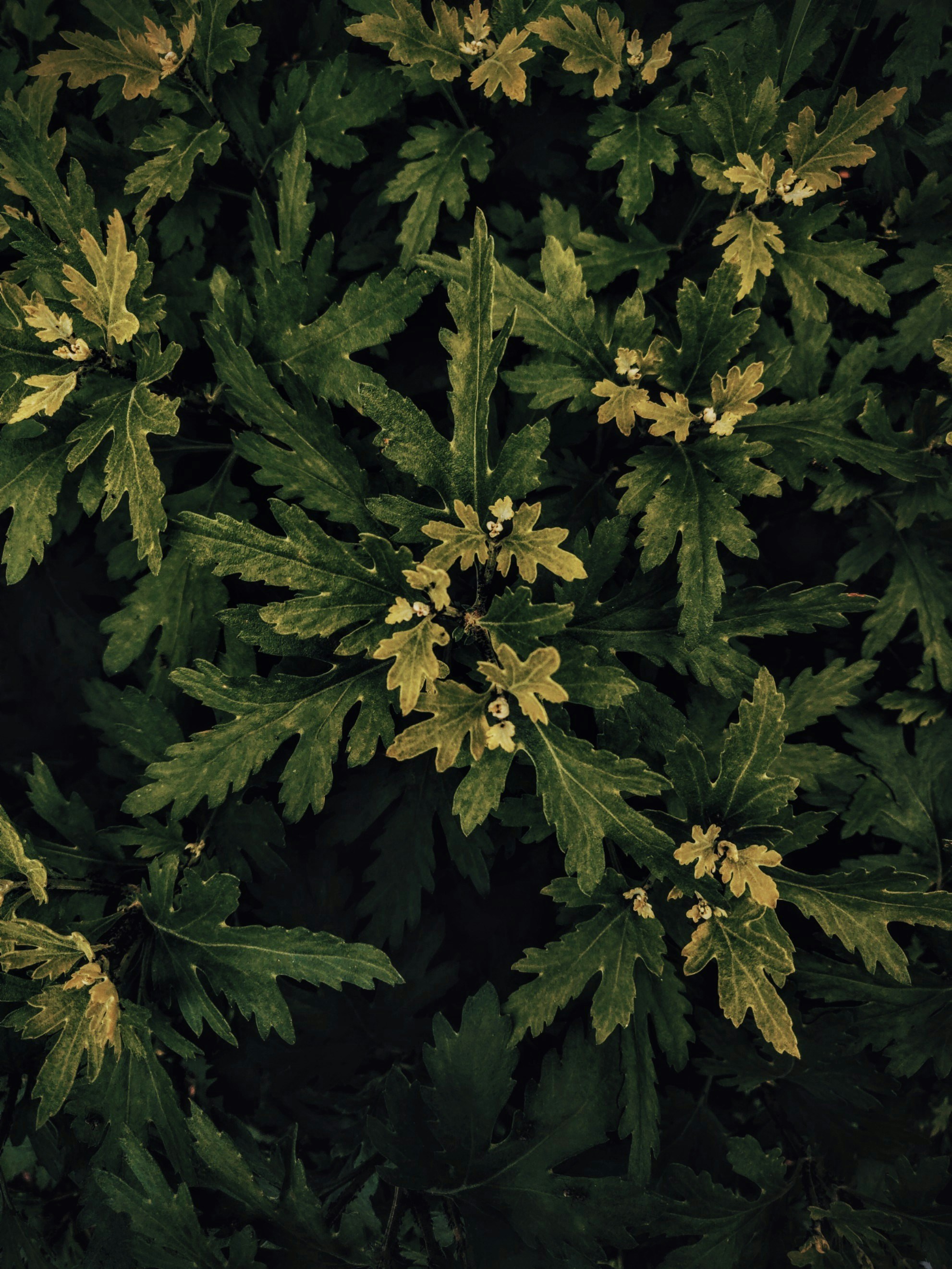 Photo by marius_barbutsa