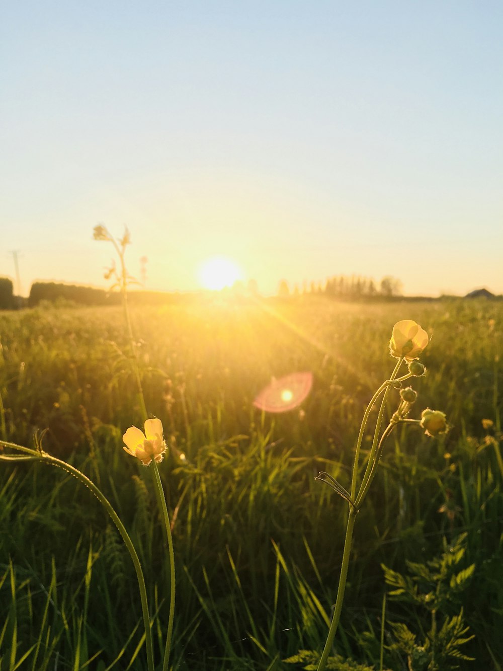 yellow flower field during sunset