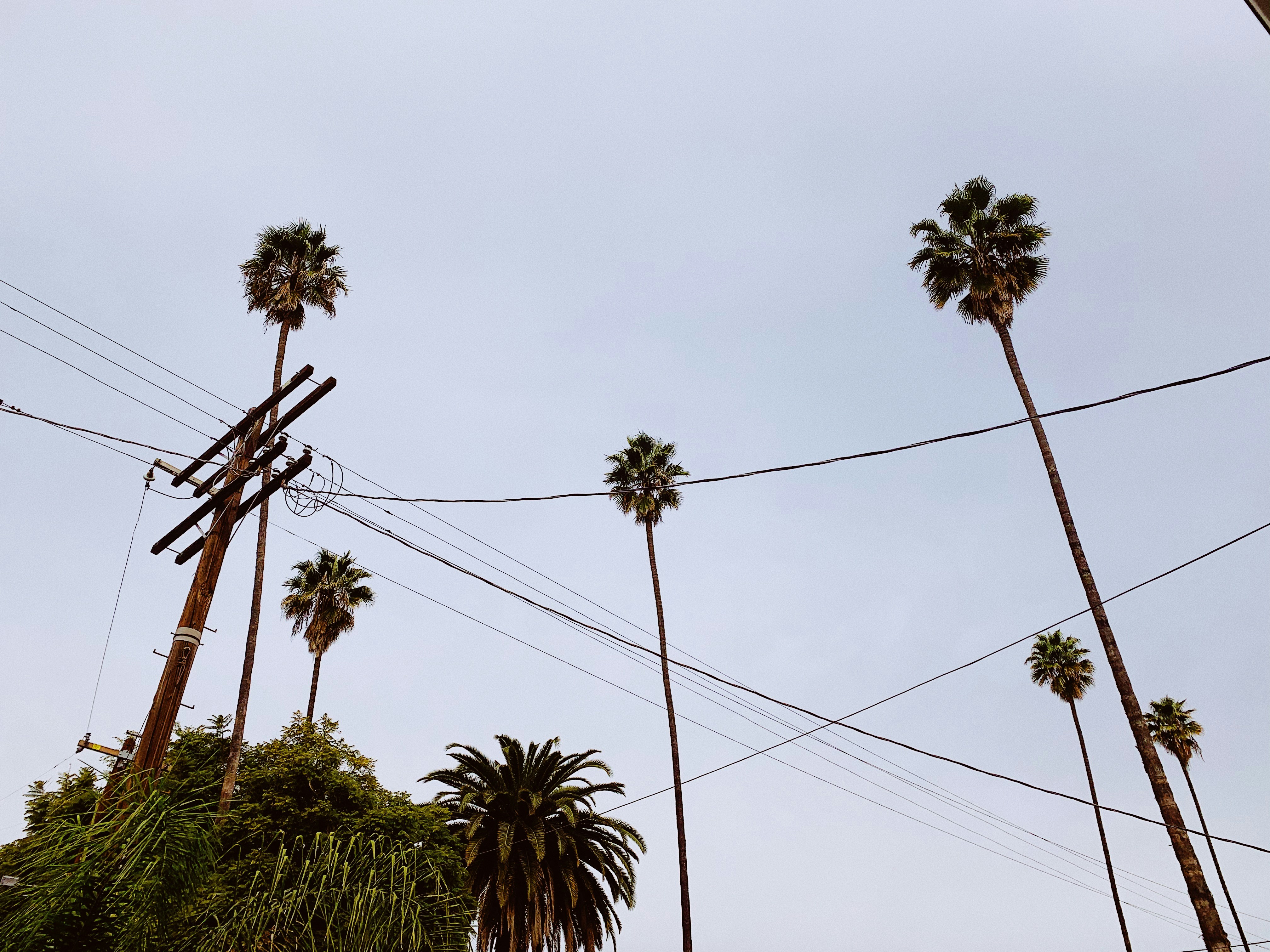 Palms & Power Lines