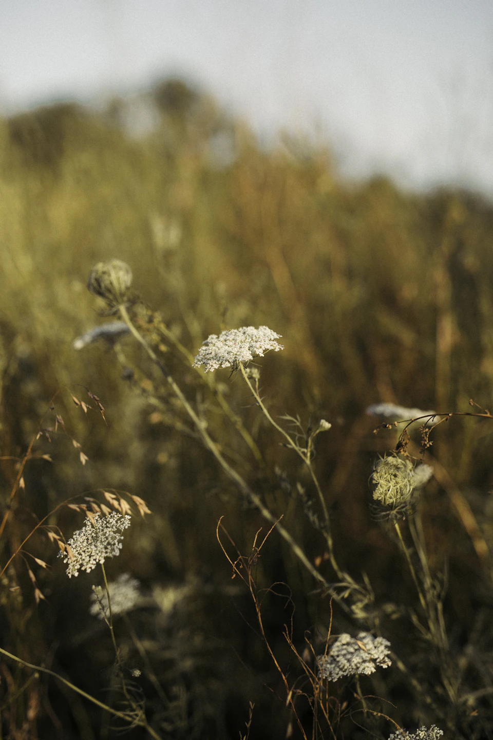 The image depicts a field with tall grass and wildflowers, including white flowers that are in full bloom. The flowers are scattered throughout the field, creating a sense of depth and dimension. In the background, there is a line of trees visible, providing a natural backdrop to the scene. The colors in the image are predominantly green and brown, reflecting the natural environment surrounding the wildflowers.
