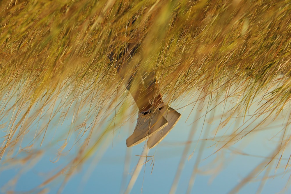 oiseau brun et blanc volant au-dessus de l’herbe brune pendant la journée