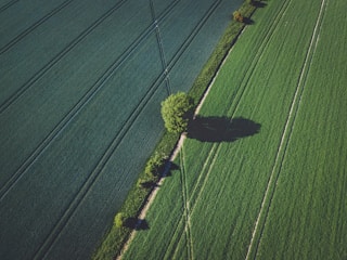 Aerial view of a tree-lined agricultural field with workers performing tree pruning