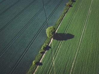 green grass field during daytime