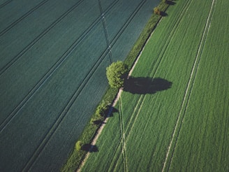 green grass field during daytime