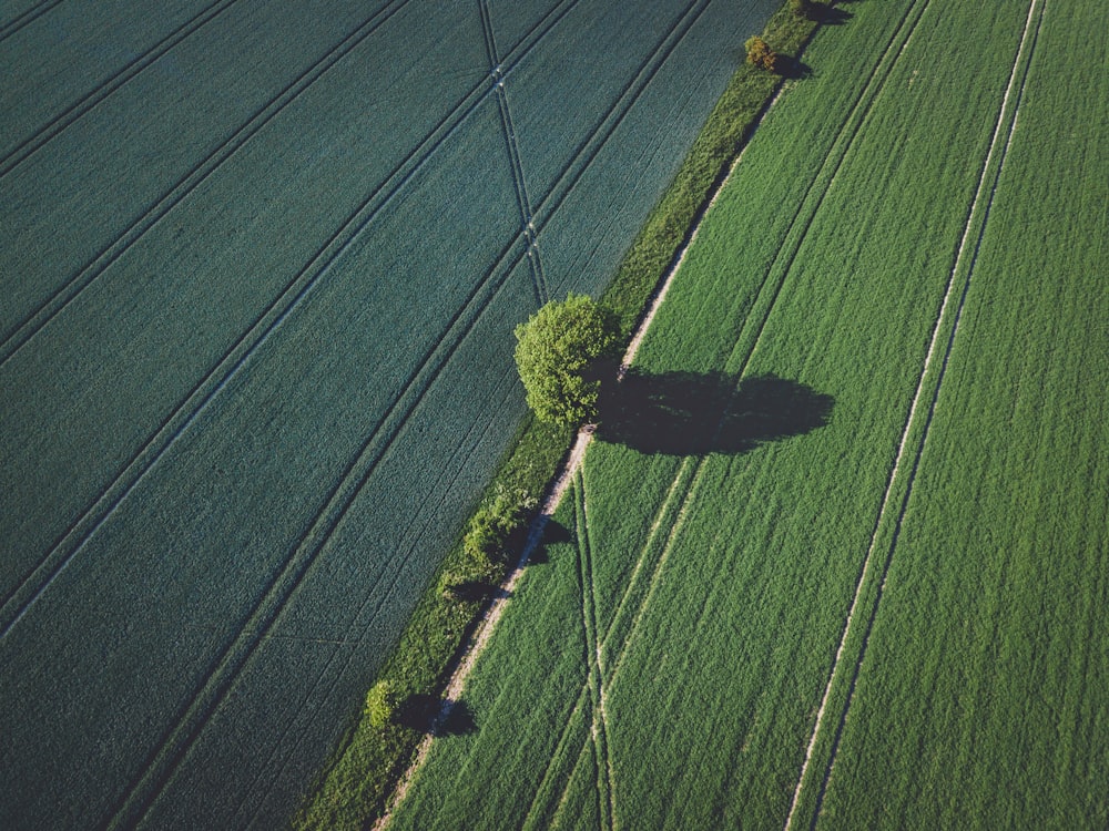 green grass field during daytime