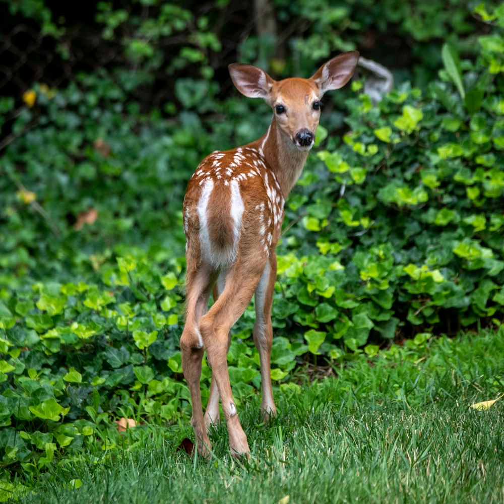 brown deer on green grass during daytime