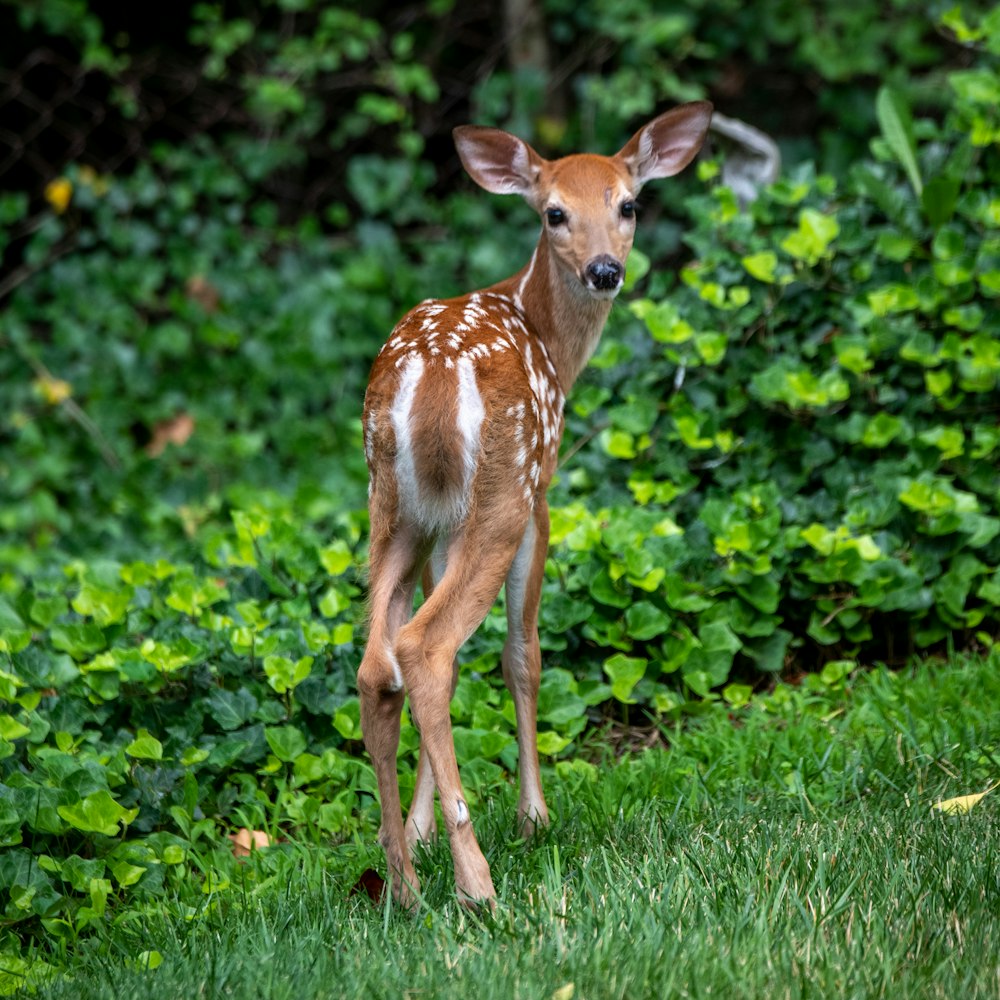 昼間の緑の芝生の上の茶色の鹿