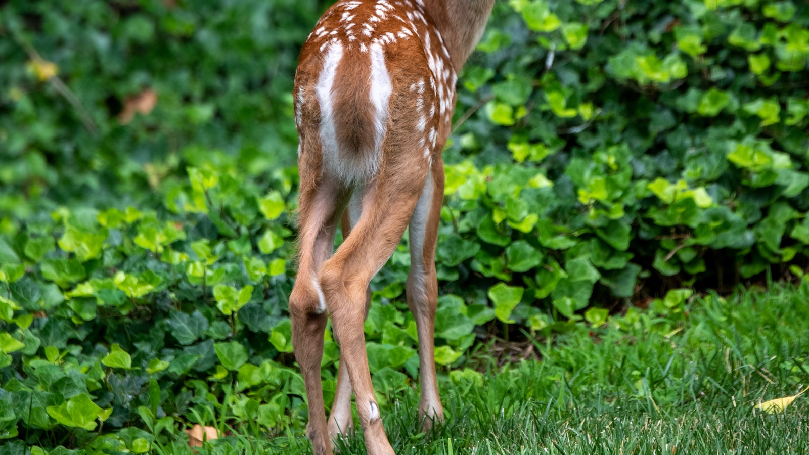 Expert Recommendations for Preventing Deer from Soiling Your Lawn