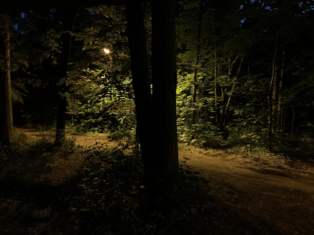 A shadowy forest path illuminated by a flickering lantern under a full moon.