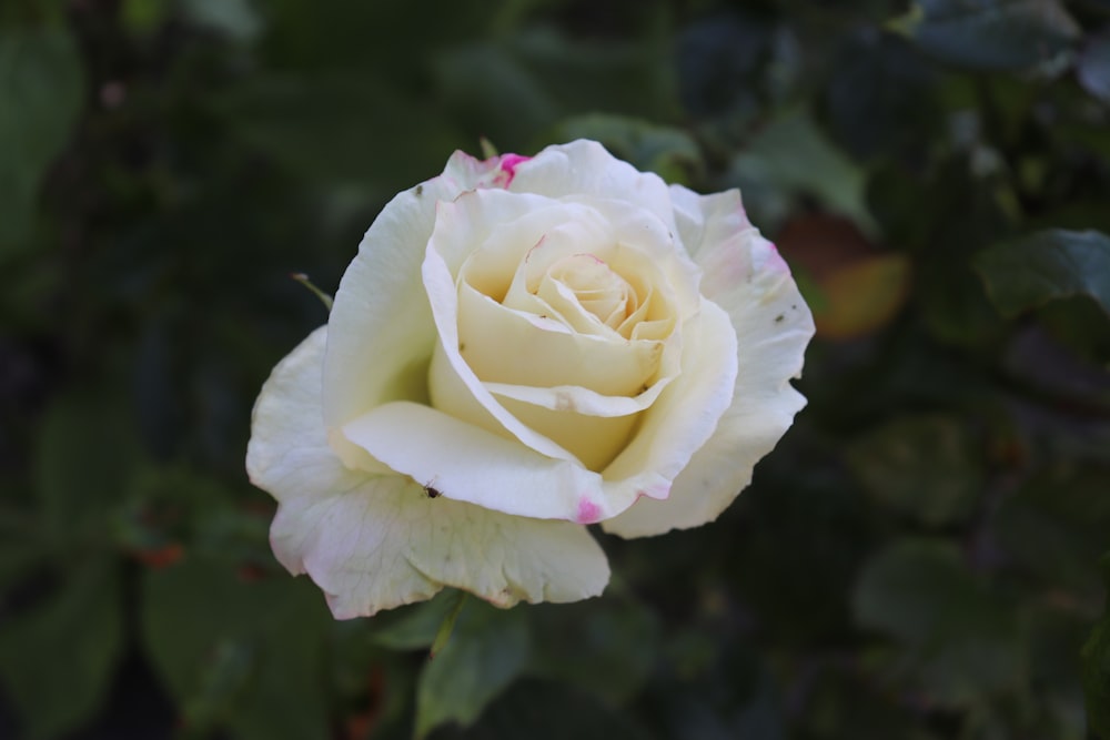 rosa bianca in fiore durante il giorno