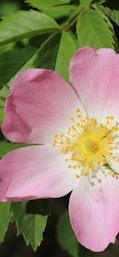 pink flower in tilt shift lens