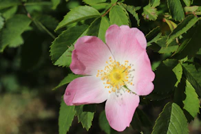 pink flower in tilt shift lens