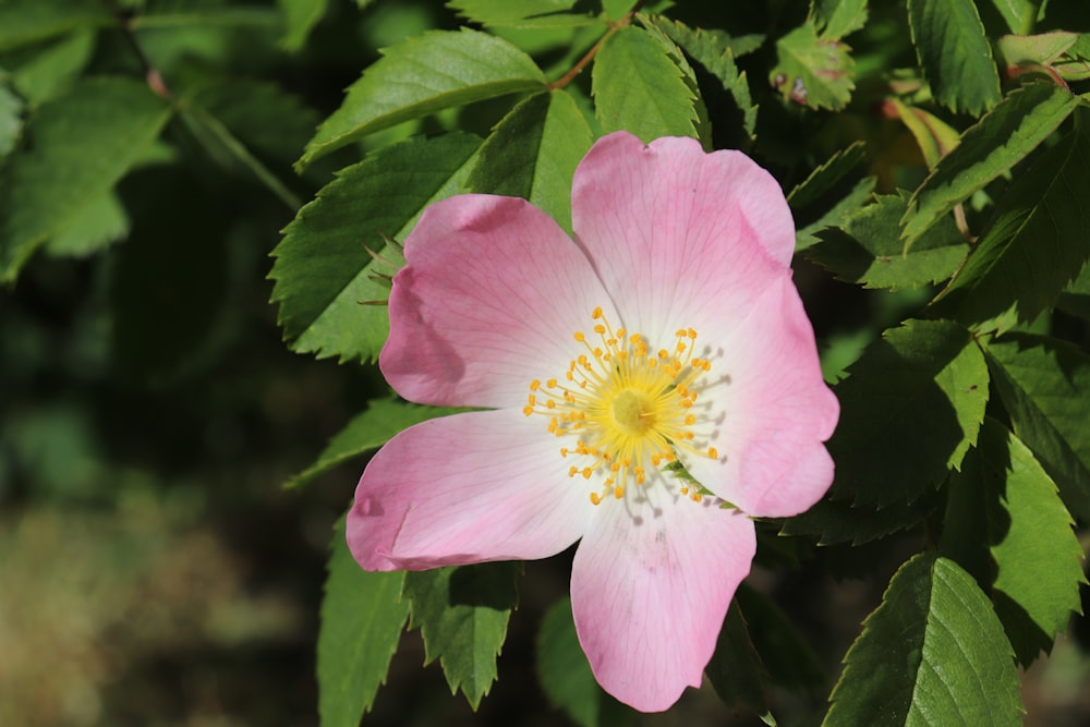 pink flower in tilt shift lens