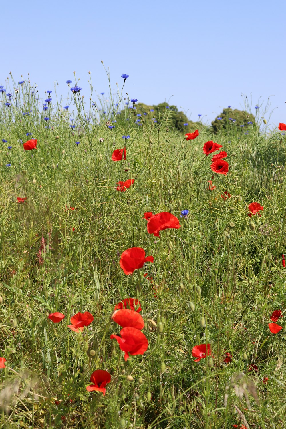 red flower field during daytime