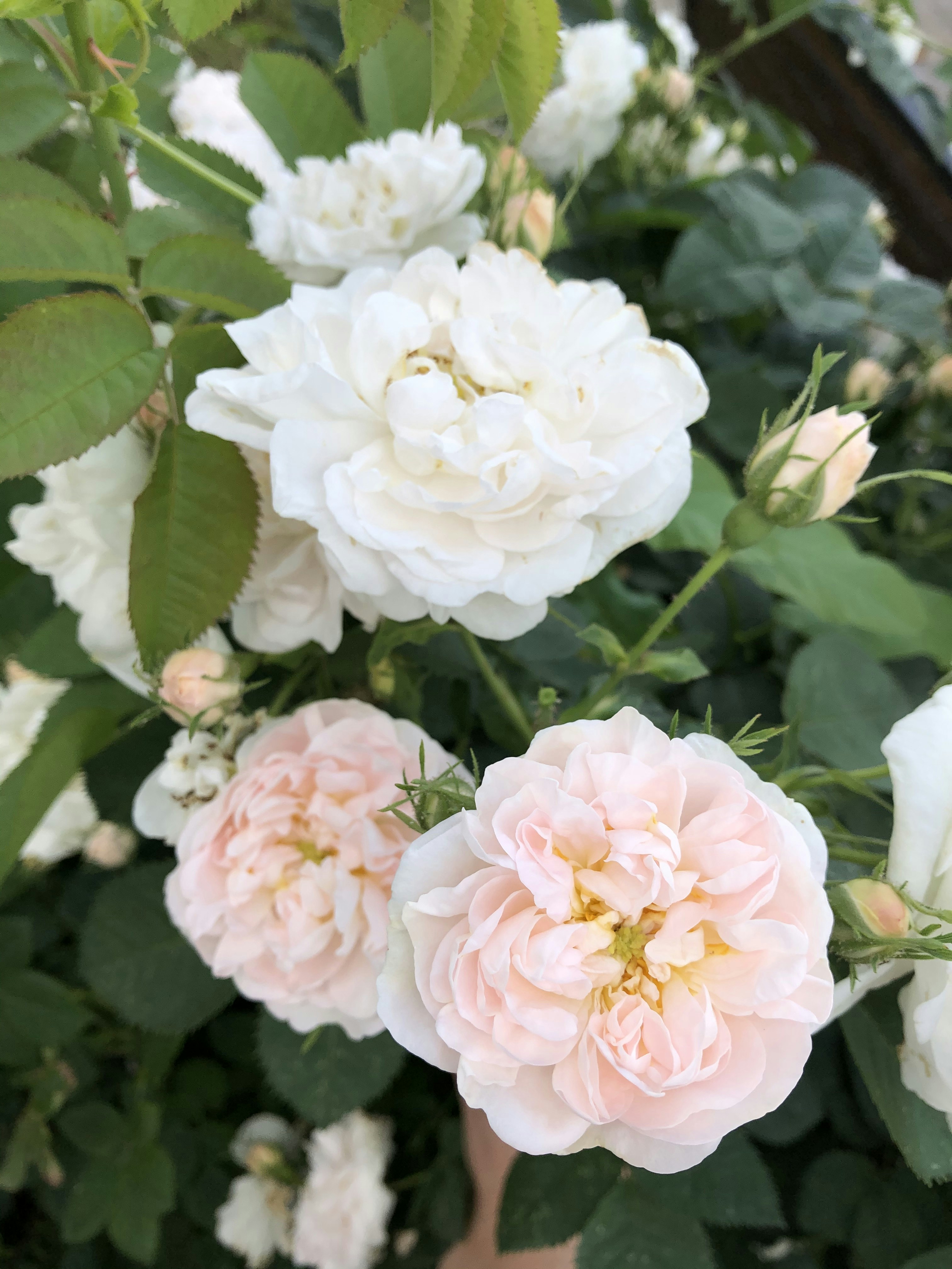 pink and white flower in close up photography