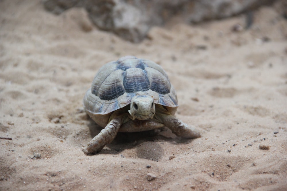 brown turtle on brown sand during daytime