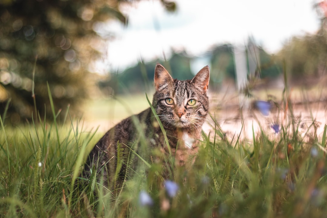 brown tabby cat on green grass during daytime