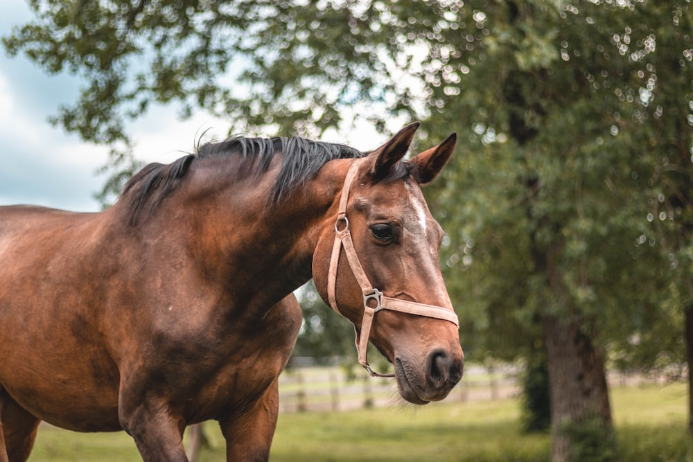 brown horse on green grass field during daytime