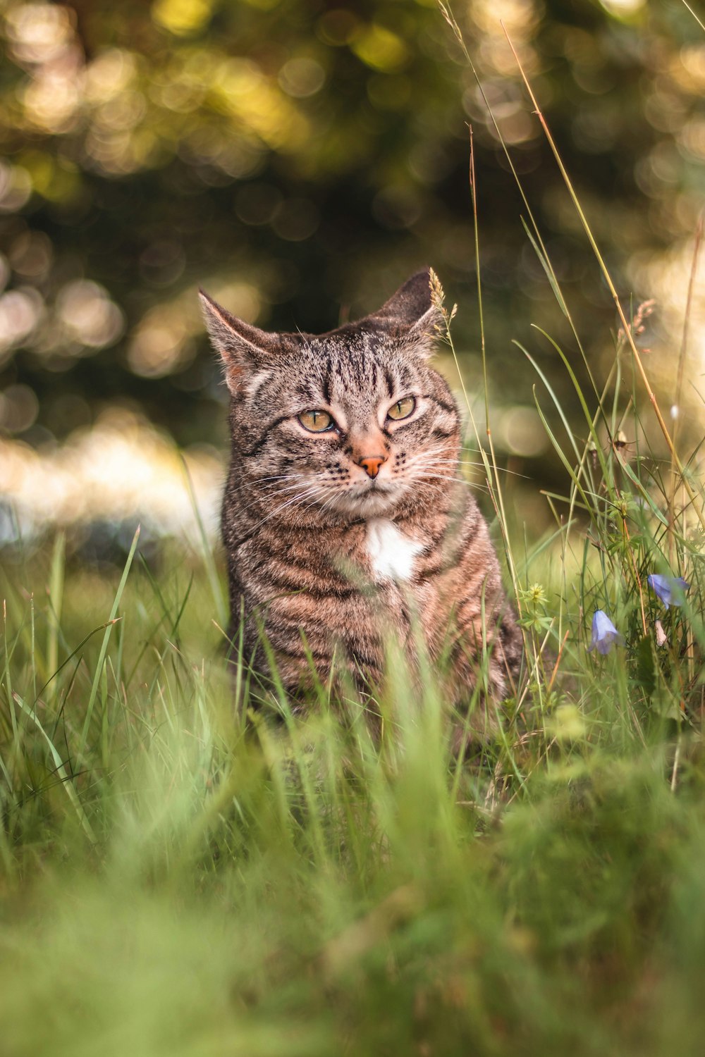 brown tabby cat on green grass during daytime