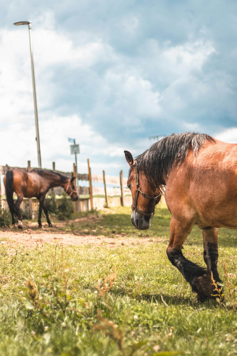 brown horse on green grass field during daytime