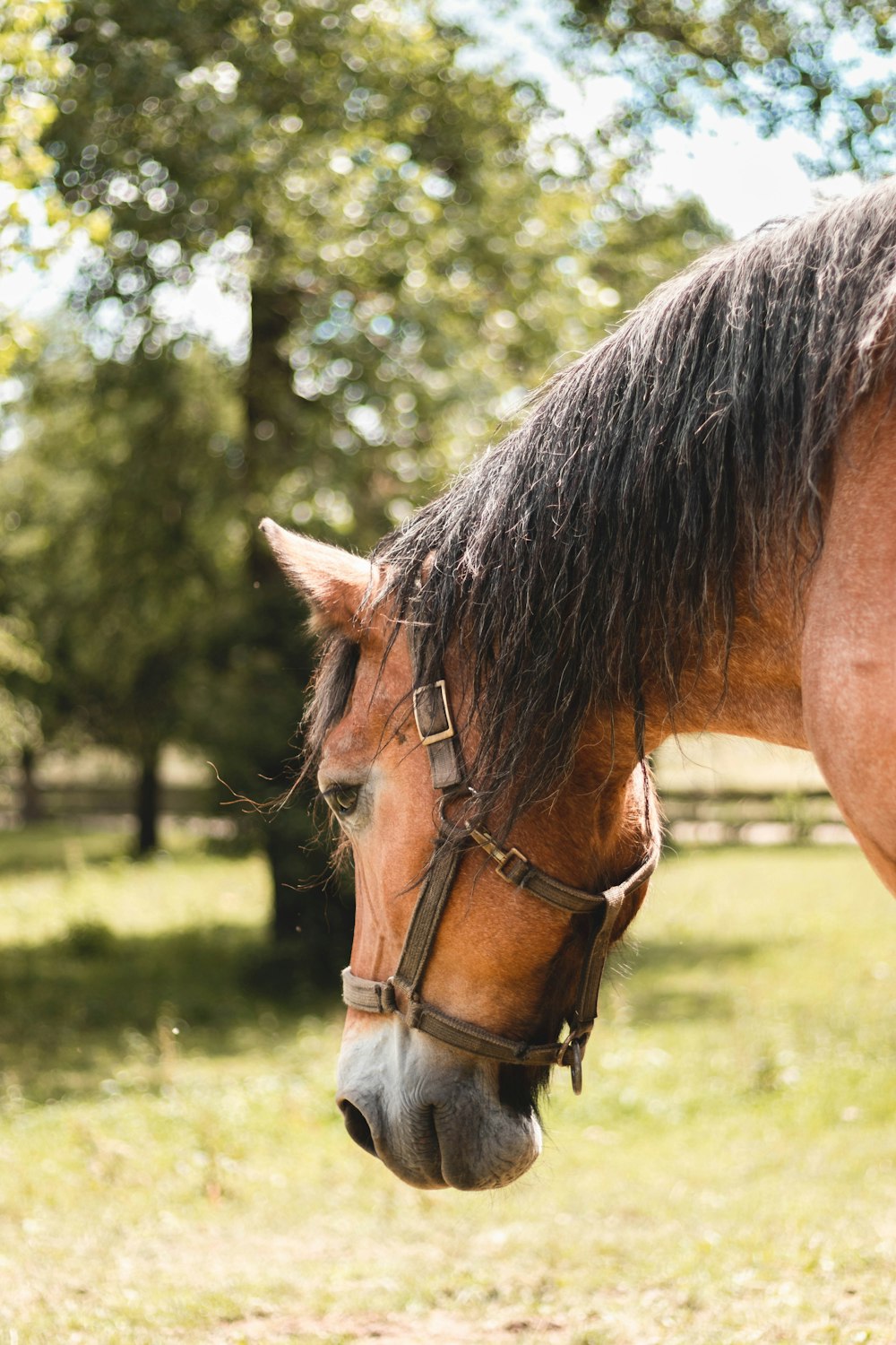 brown horse on green grass field during daytime