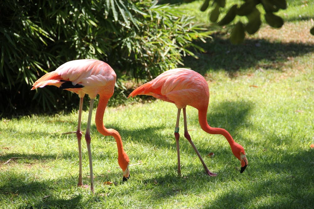 pink flamingo in close up photography