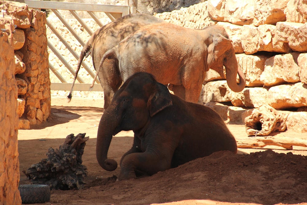 2 brown elephants on brown sand during daytime