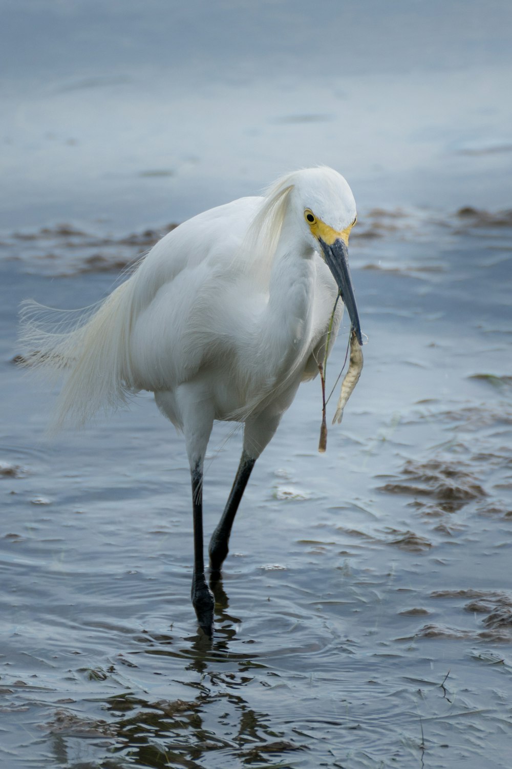 white bird on water during daytime