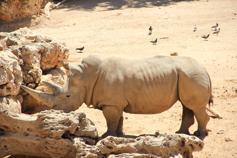 gray rhinoceros on brown sand during daytime