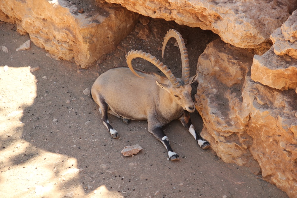 brown ram standing on brown rock