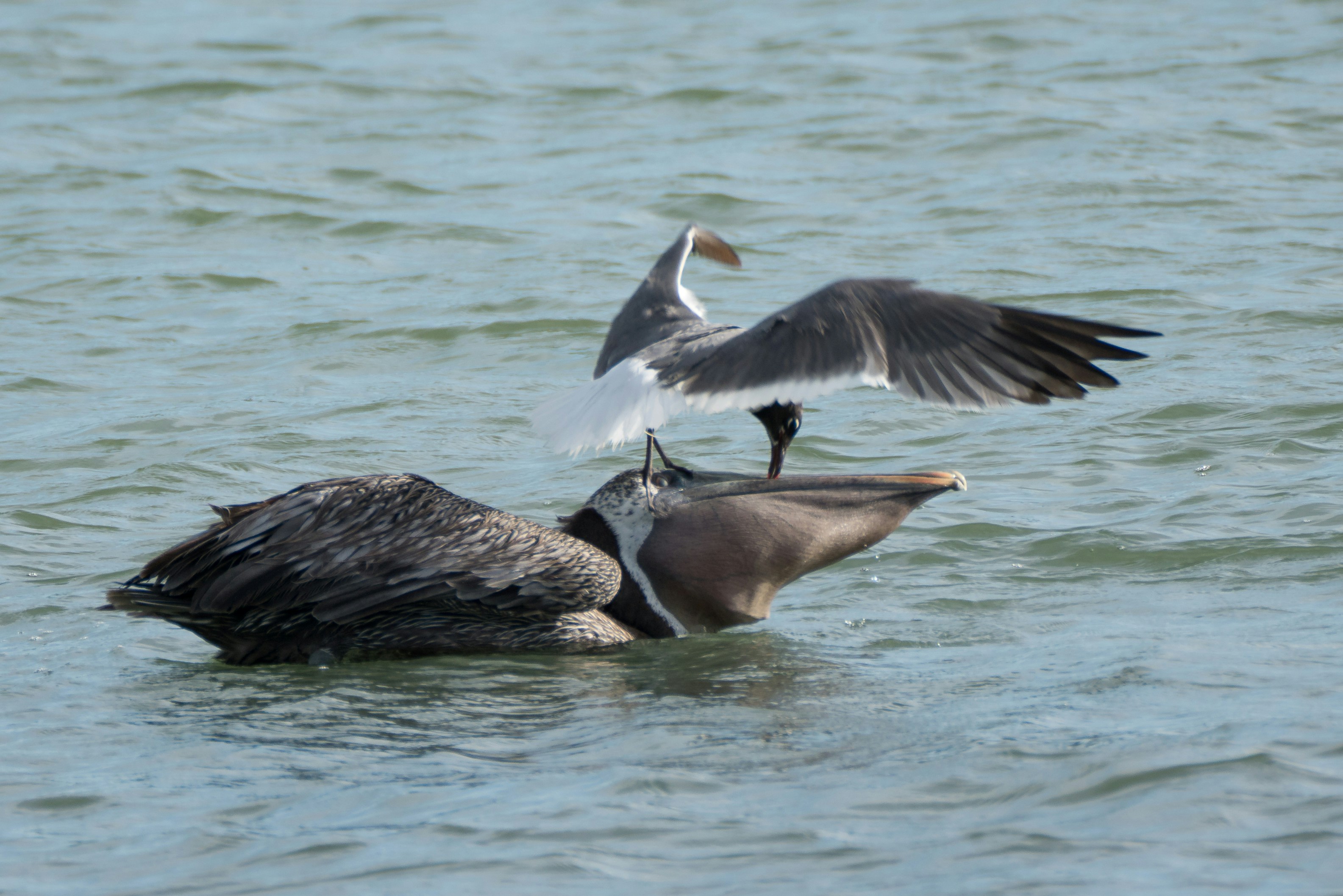 Ein Pelikan sitzt auf einem Vogel im Wasser