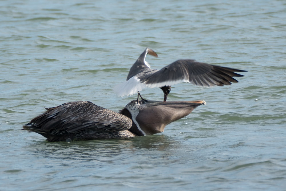 a pelican sitting on top of a bird in the water