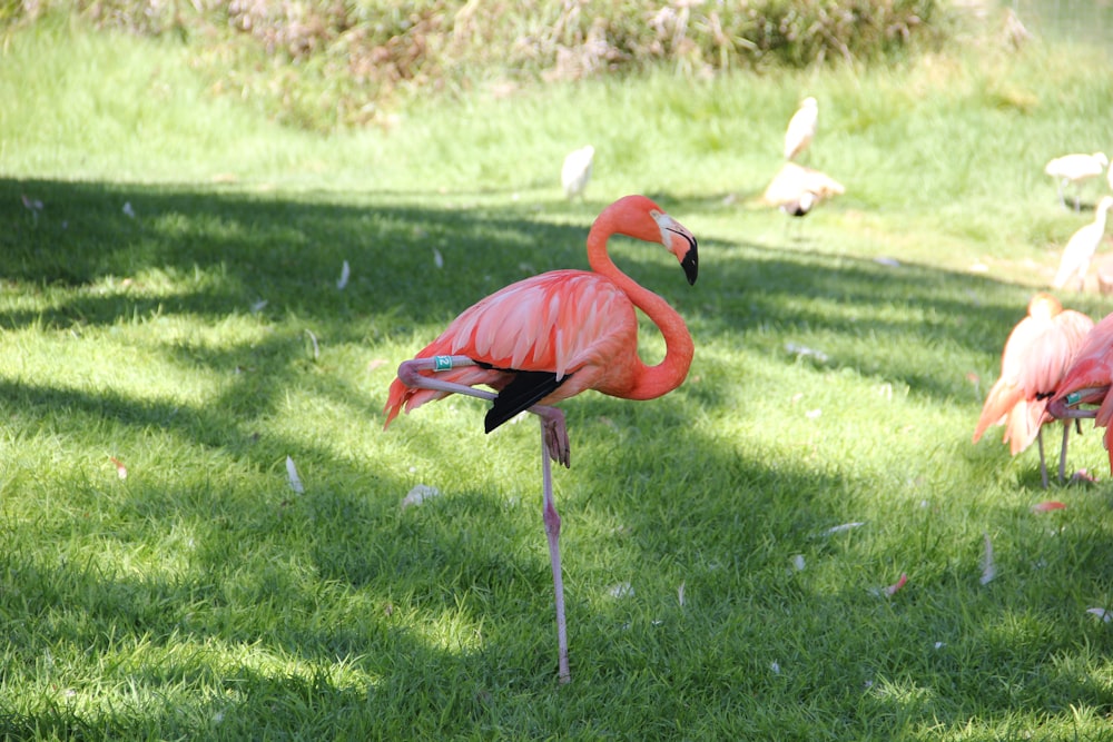 pink flamingos on green grass field during daytime