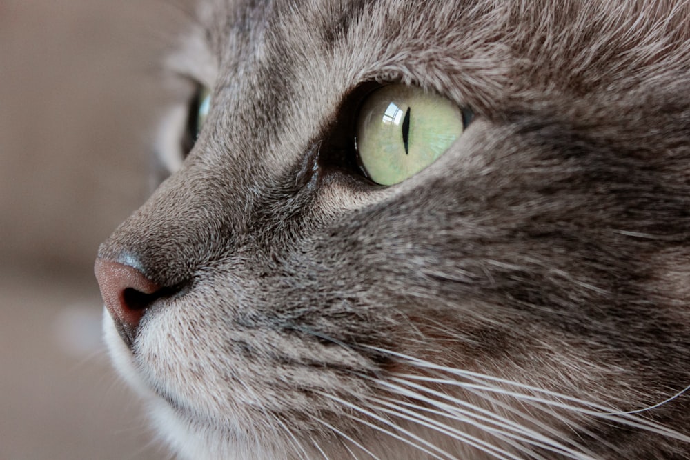 close up photo of gray and white cat