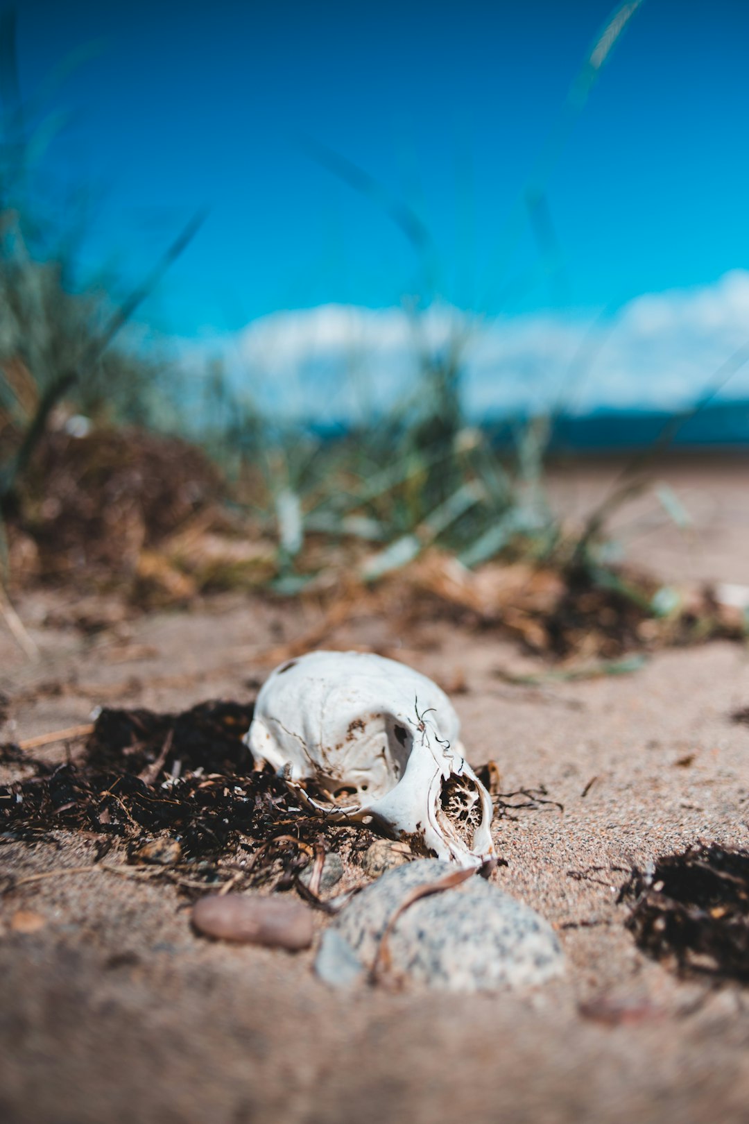 white and brown seashell on brown soil during daytime