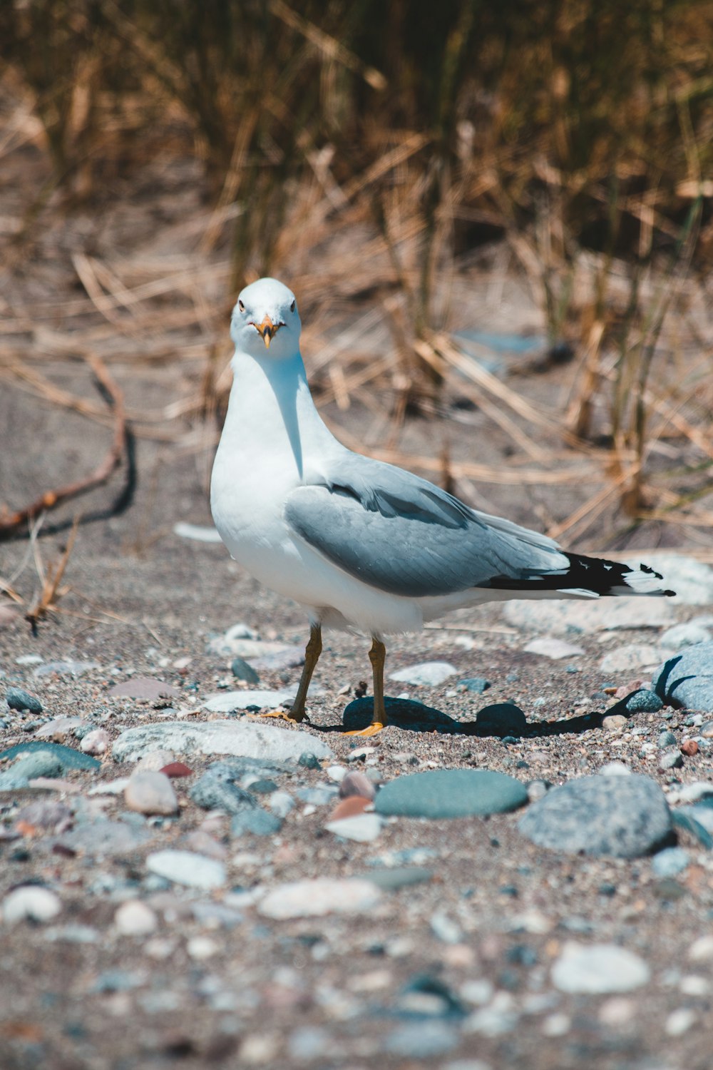white and gray bird on brown soil