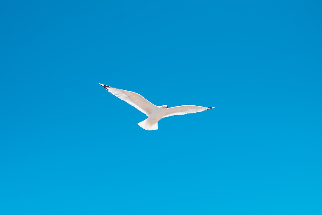white bird flying in the sky during daytime