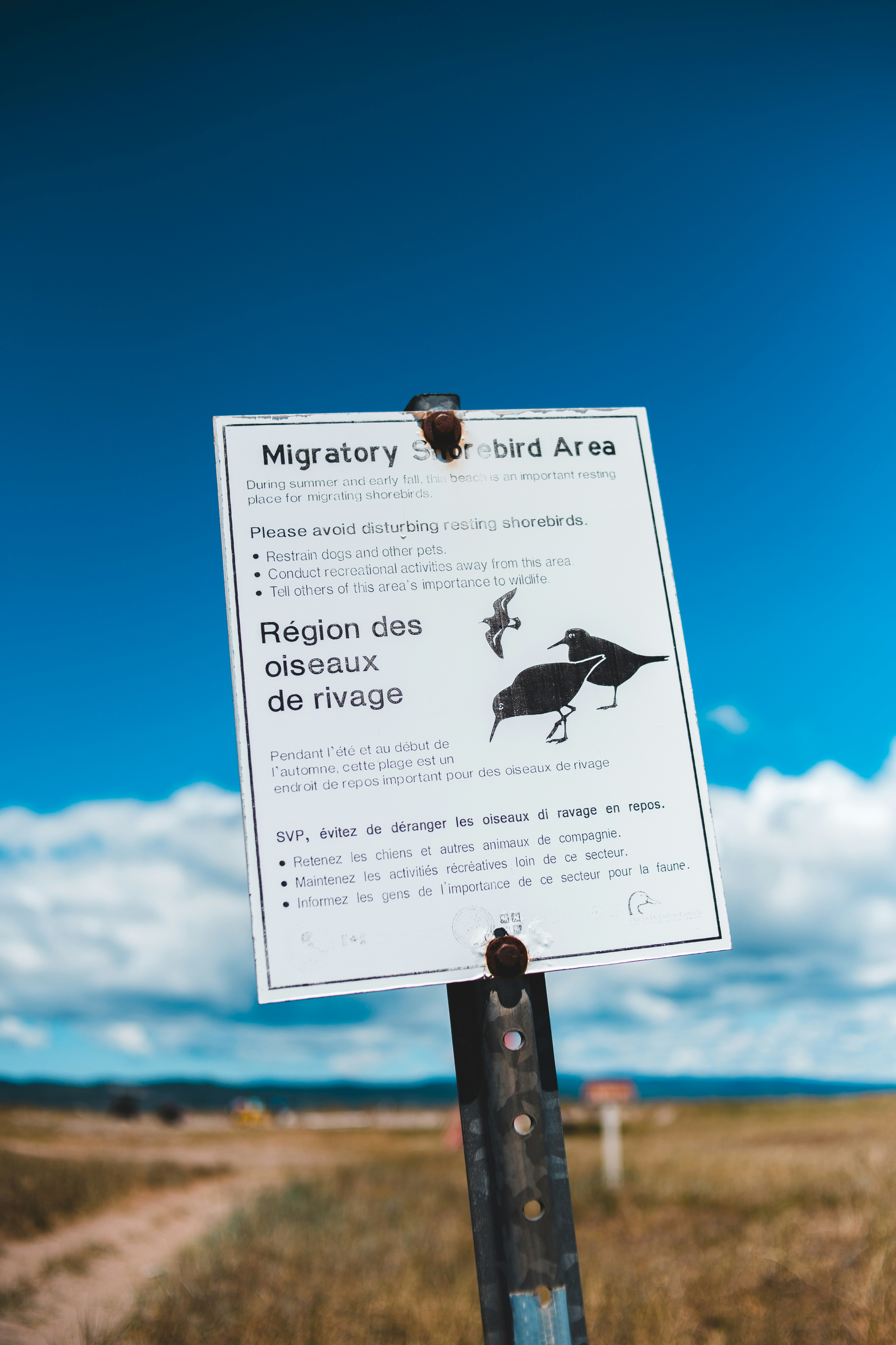 white and black bird on the top of the pole