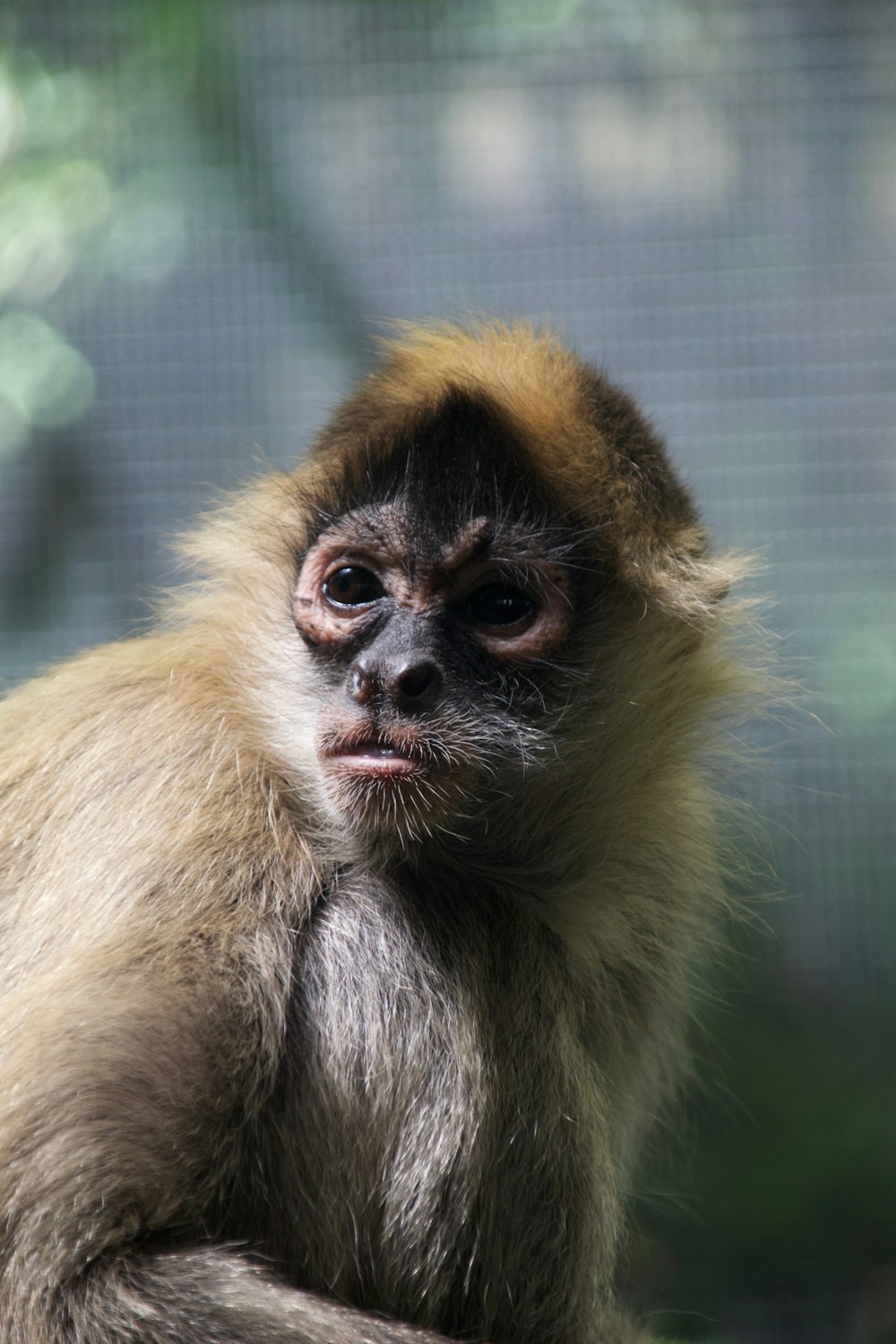 brown monkey on black metal cage