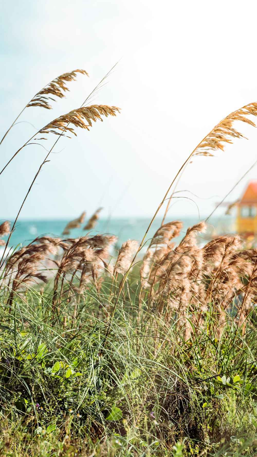 brown and white grass near body of water during daytime