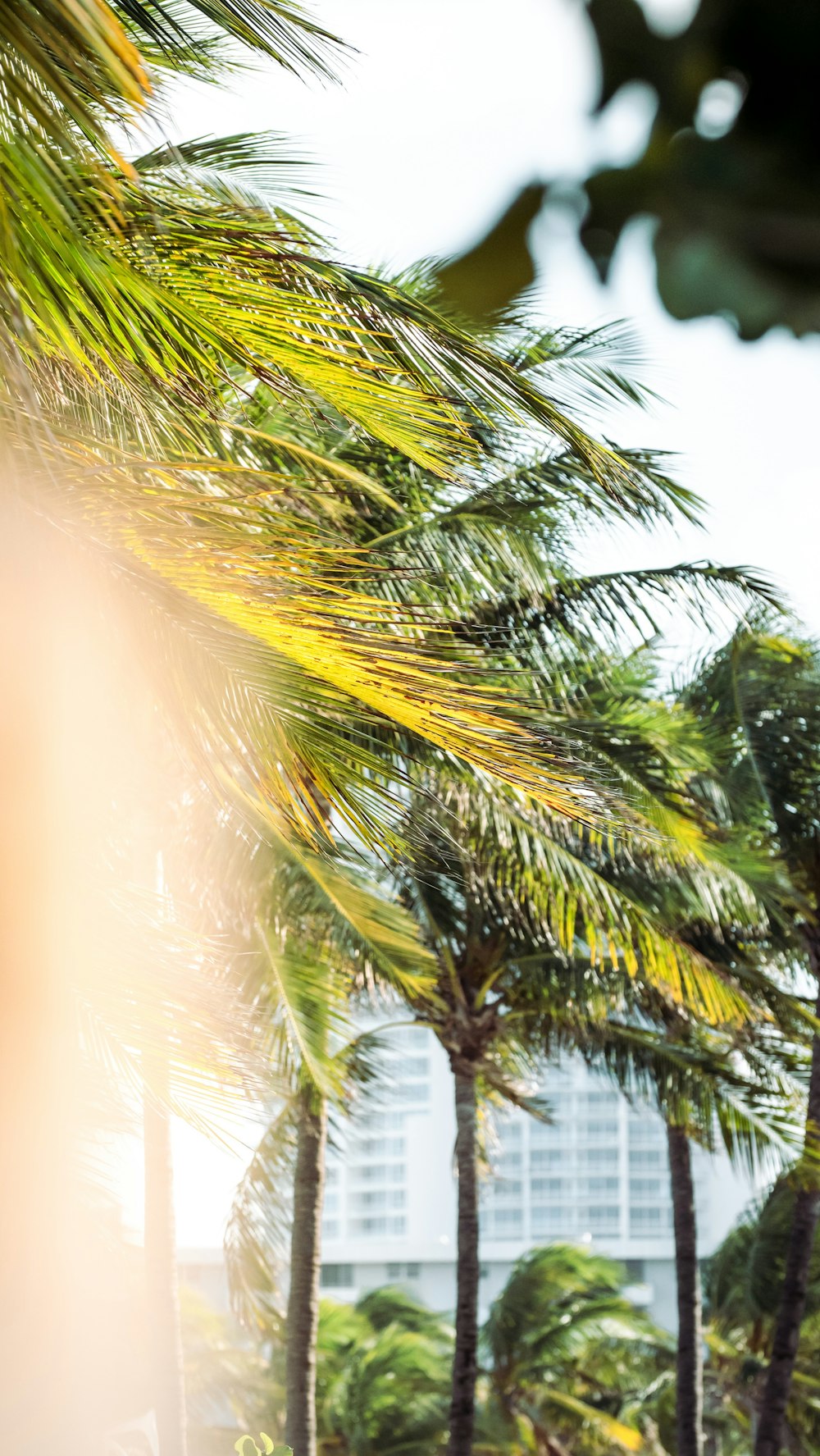 green palm tree during daytime