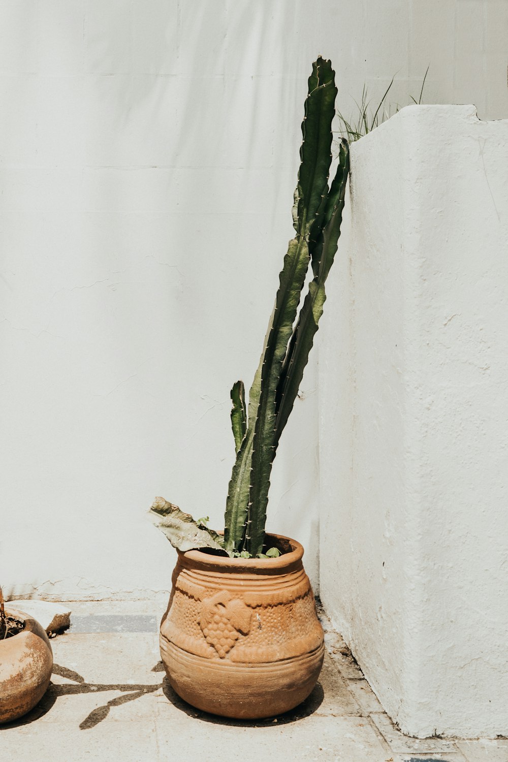 green plant on brown clay pot