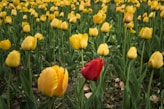red tulips on yellow tulips field
