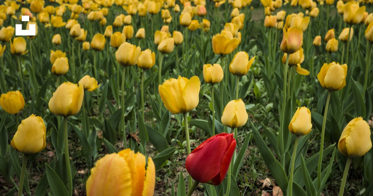 Tulipes rouges sur champ de tulipes jaunes photo – Image gratuite de ...