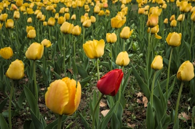 red tulips on yellow tulips field different teams background