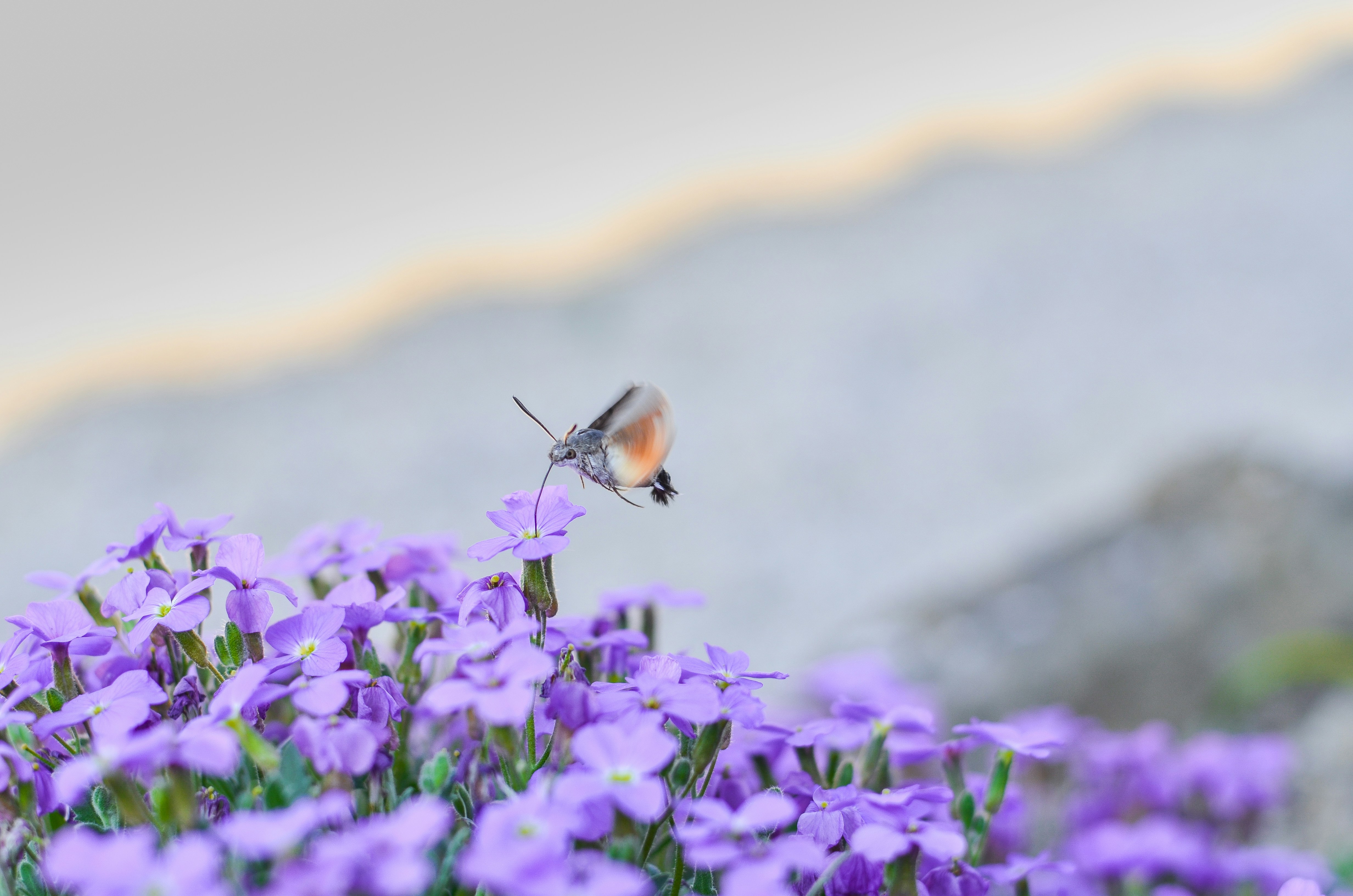 Photo by 96flp