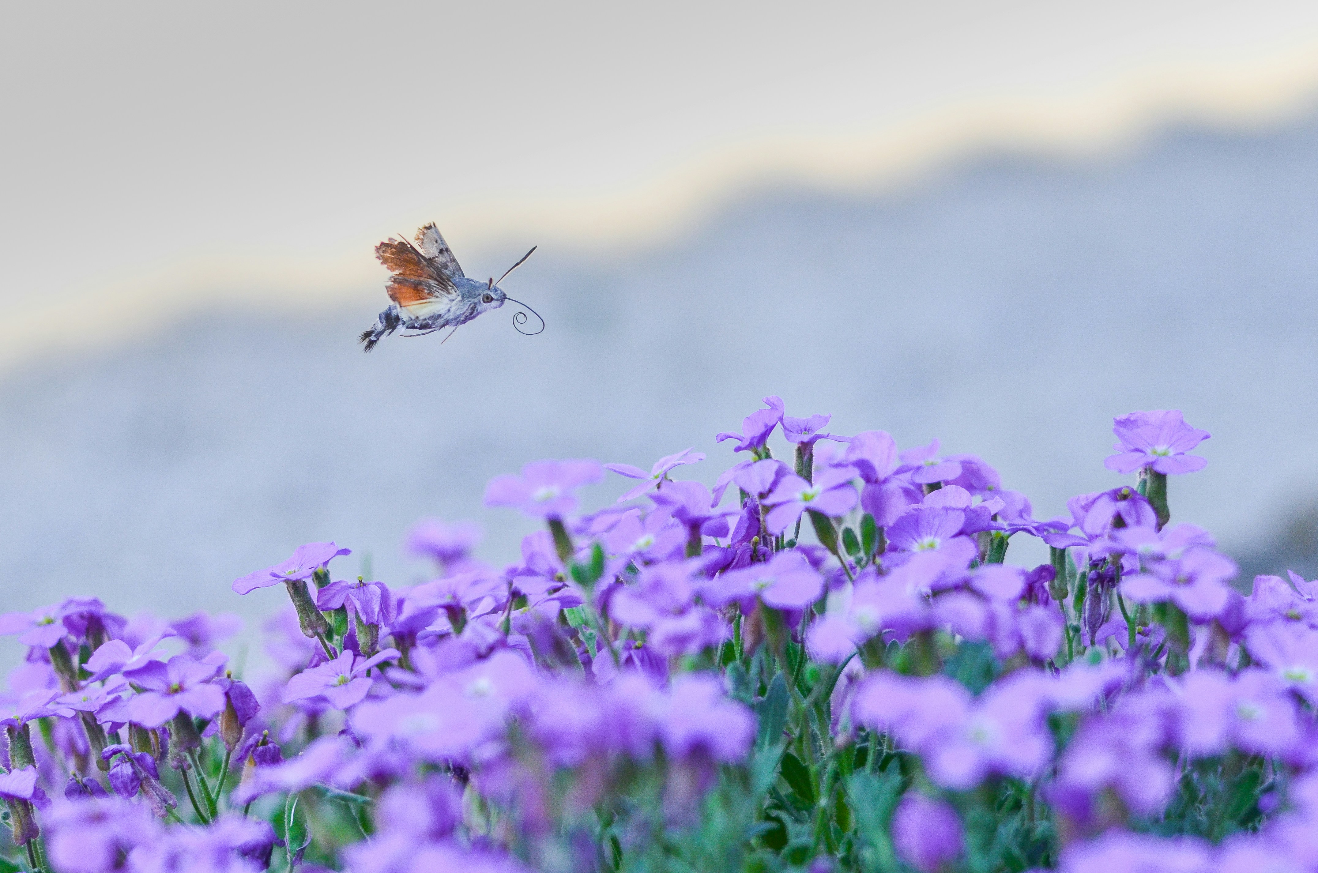 Photo by 96flp